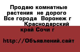 Продаю комнатные растения  не дорого - Все города, Воронеж г.  »    . Краснодарский край,Сочи г.